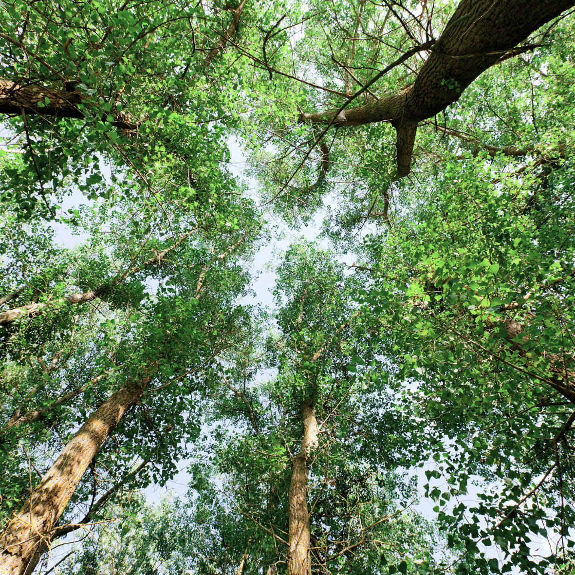 trees from a low angle shot